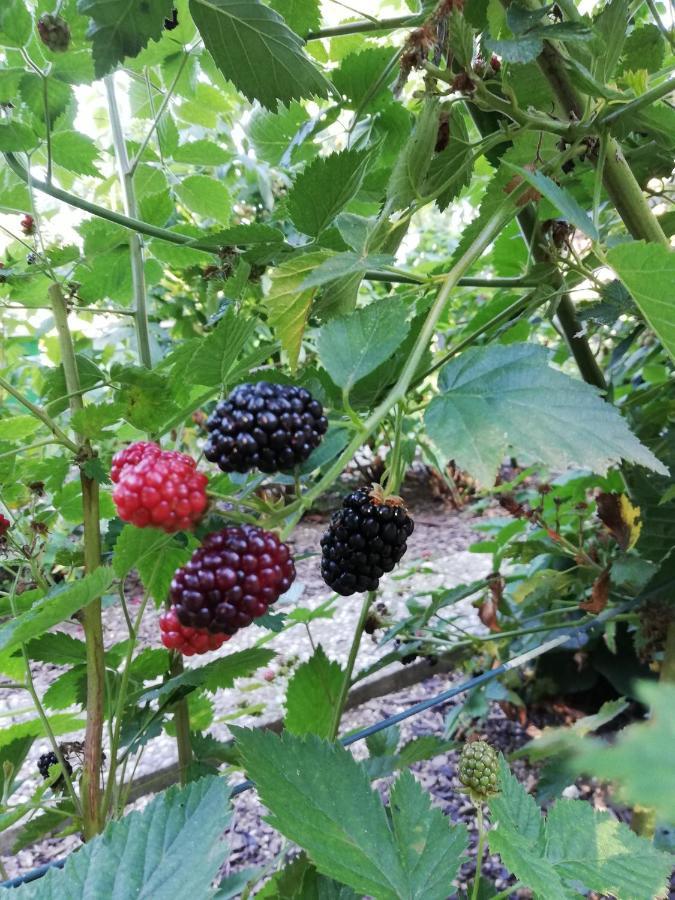 Einzigartige Naturoase im Süden von Ingolstadt Brautlach Exterior foto